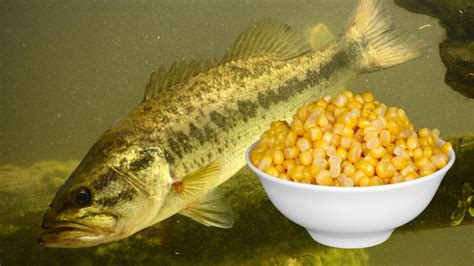 corn as fish bait|Corn as Fishing Bait: Pros, Cons, Rules, and Alternatives.